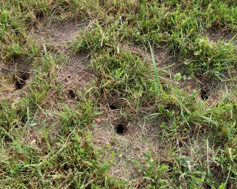 Nornice zostawią ogród w spokoju. Domowy trik działa niezawodnie