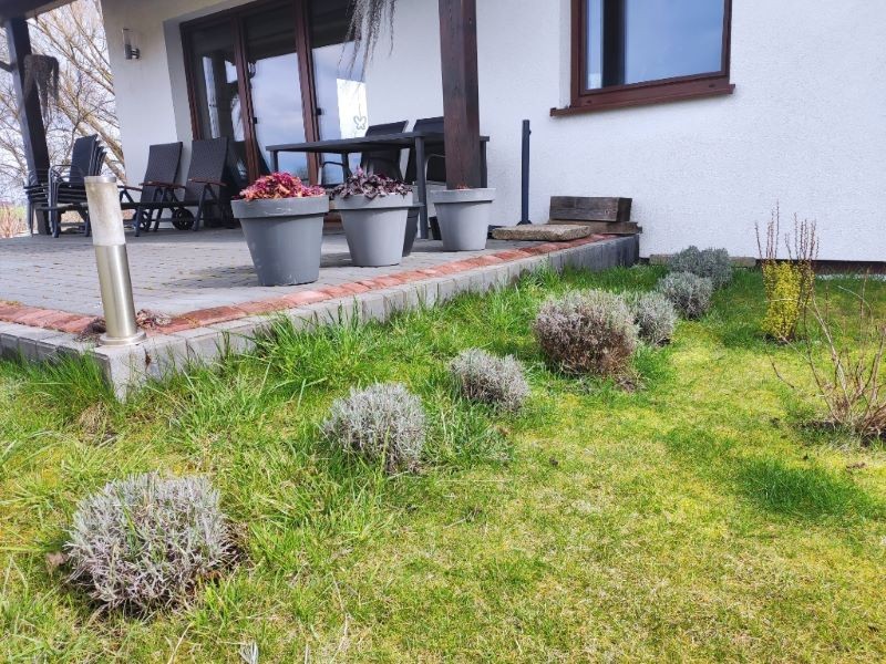 Przycinając lawendę wiosną, najlepiej nadać jej kształt kuli.