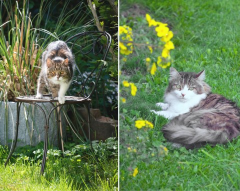 Jak oduczyć kota sikania w ogrodzie. Naturalne sposoby i odstraszacze