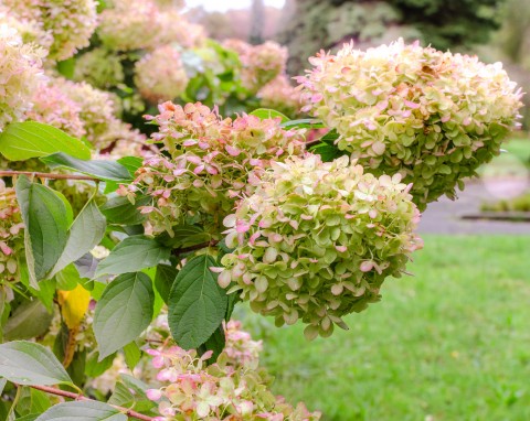 Najlepszy sposób zabezpieczenia hortensji przed zimą. Ogrodniczka tłumaczy, dlaczego nie ścina kwiatów