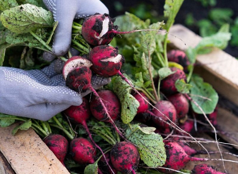 Obfite podlewanie rzodkiewek po suszy jest głównym powodem ich pękania.