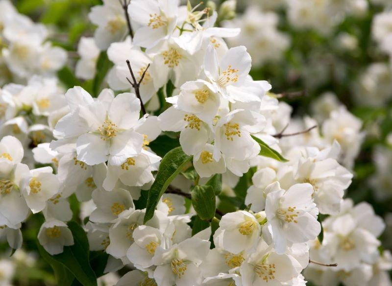 Kwiaty jaśminowca mają odurzający zapach.