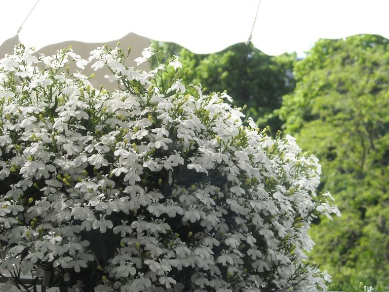 Pozostałe, Czerwcowe klimaty......... - ...........biała lobelia wielkości klombu...........