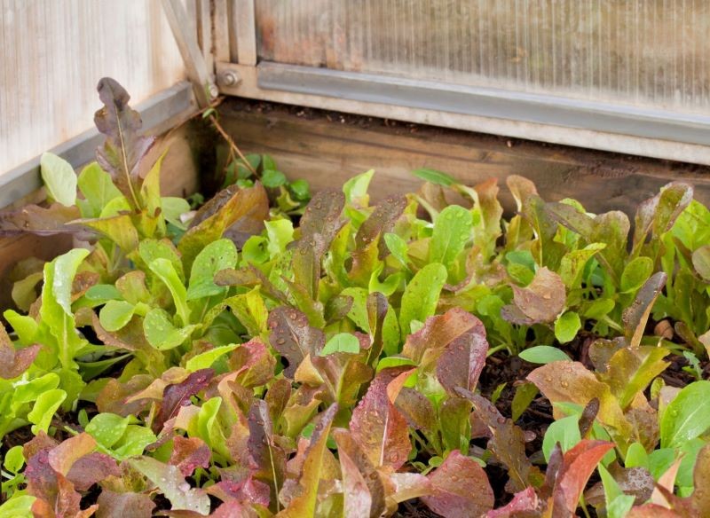 Początek roku to dobry czas na siew w szklarni różnych gatunków sałat. Fot. marekuliasz/CanvaPro