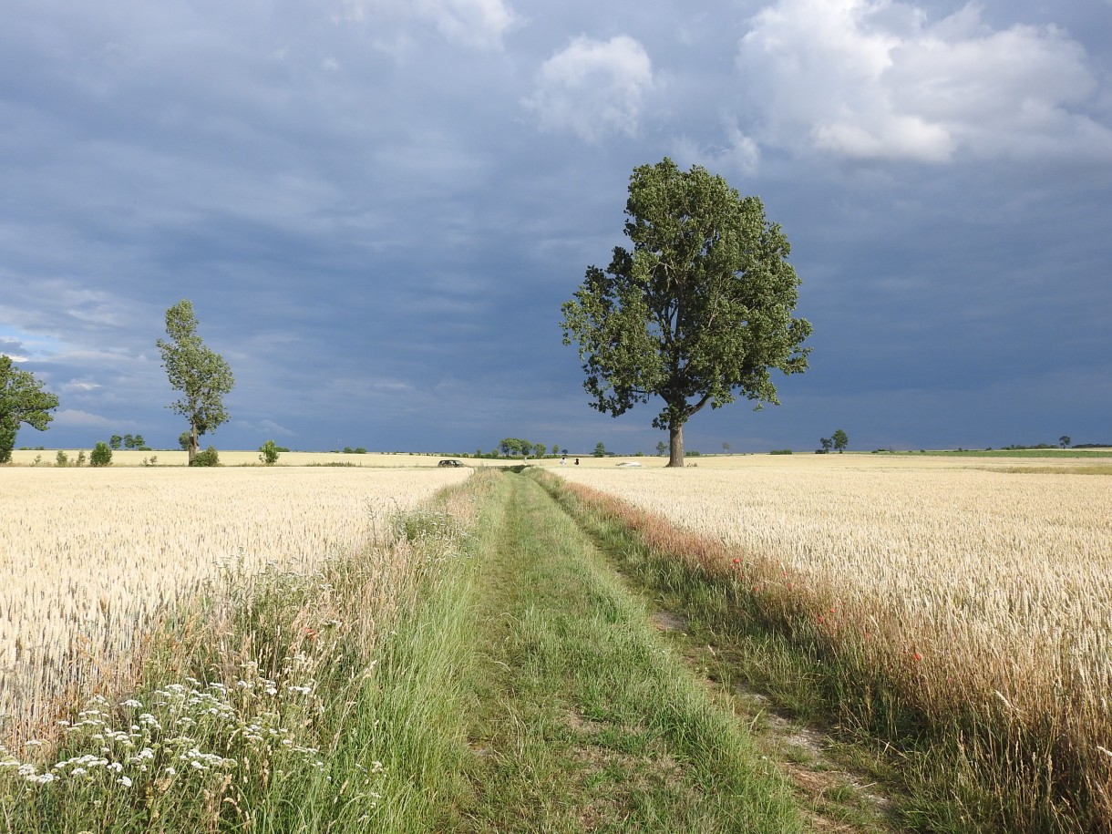 Rośliny, W GÓRĘ SKRZYDŁA ...CZ 1.