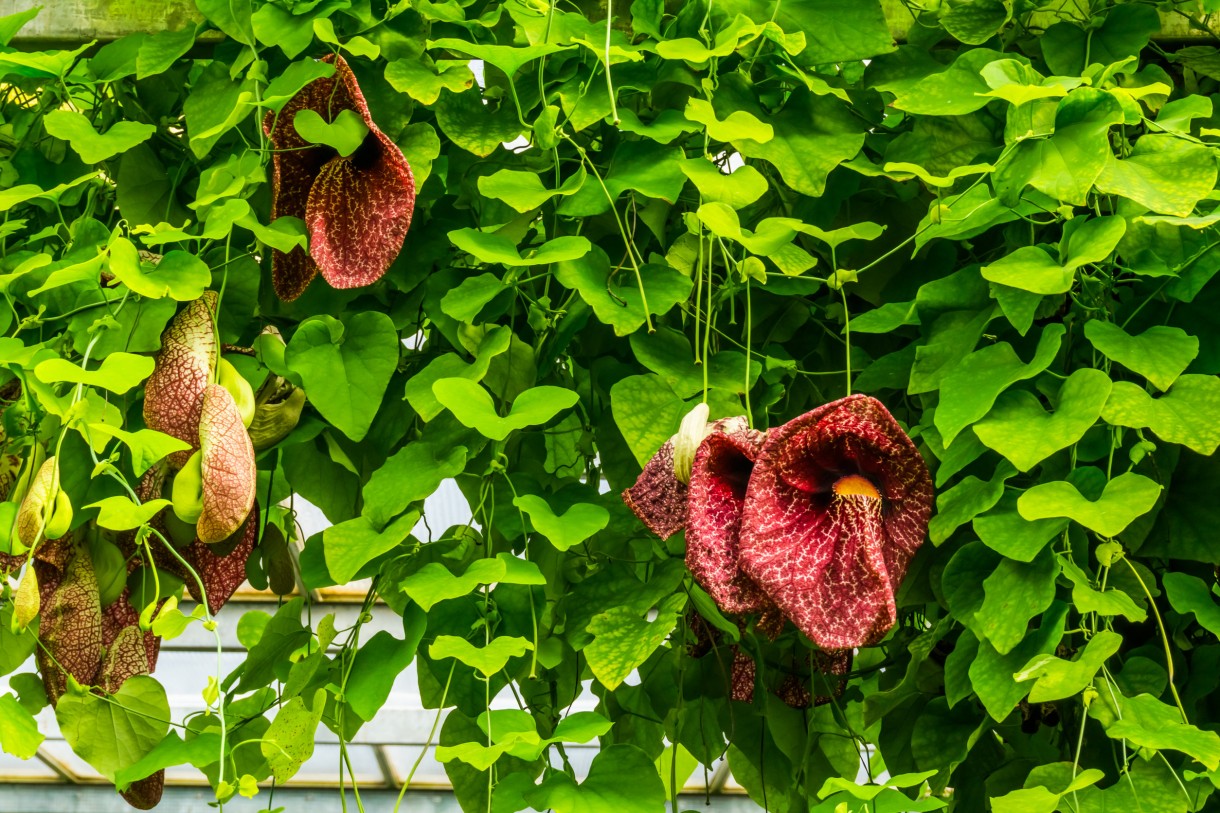 Rośliny, Kwitnące pnącza - Kokornak wielkolistny (Aristolochia macrophylla) wytwarza pędy o długości 10 – 15 m, oryginalne purpurowe kwiaty i długie, ogórkowate, zielone owoce.

Fot.123RF.com