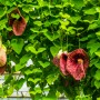 Rośliny, Kwitnące pnącza - Kokornak wielkolistny (Aristolochia macrophylla) wytwarza pędy o długości 10 – 15 m, oryginalne purpurowe kwiaty i długie, ogórkowate, zielone owoce.

Fot.123RF.com