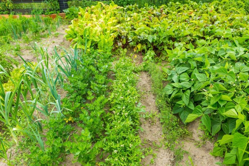 Co siać i sadzić po ogórkach? 