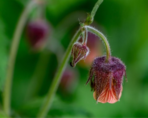 Kuklik zwisły (Geum rivale)