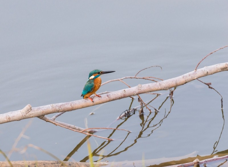 gdzie żyją zimorodki