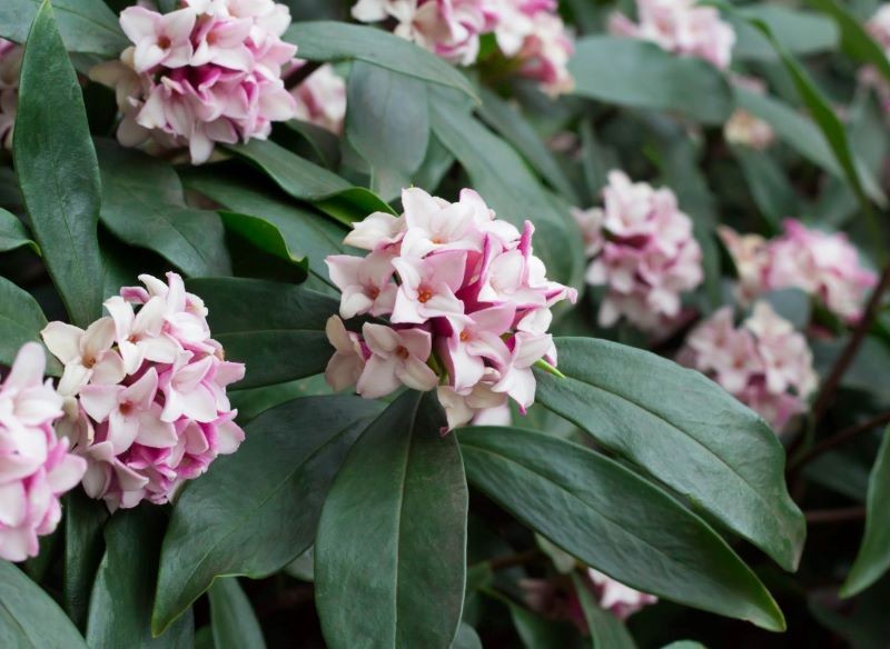 Wawrzynek wonny to świetna propozycja na pachnący żywopłot.