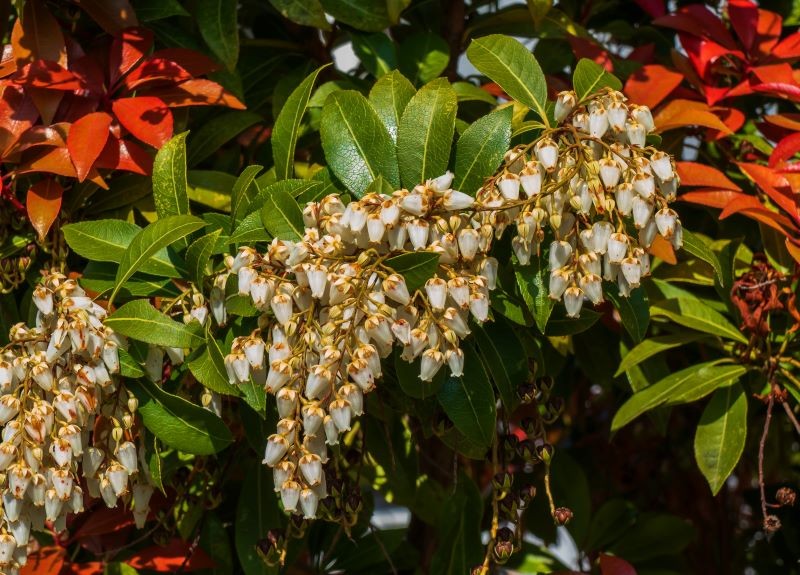 Wiosenne przyrosty pierisa japońskiego mogą mieć szkarłatny kolor.