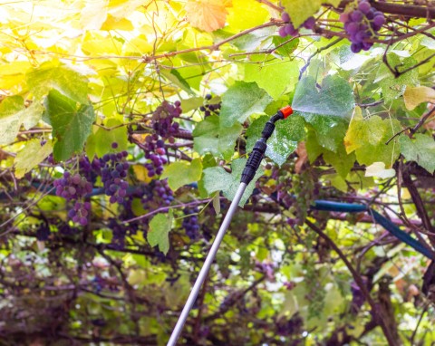 Czym pryskać winogrona? Naturalna ochrona przed szkodnikami i chorobami