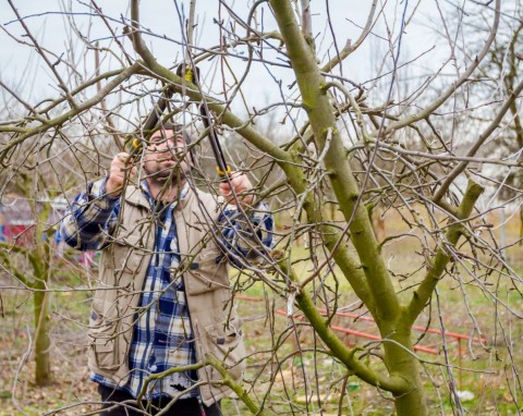 Czy drzewa owocowe można przyciąć w grudniu? Lista roślin, które można ciąć na koniec roku