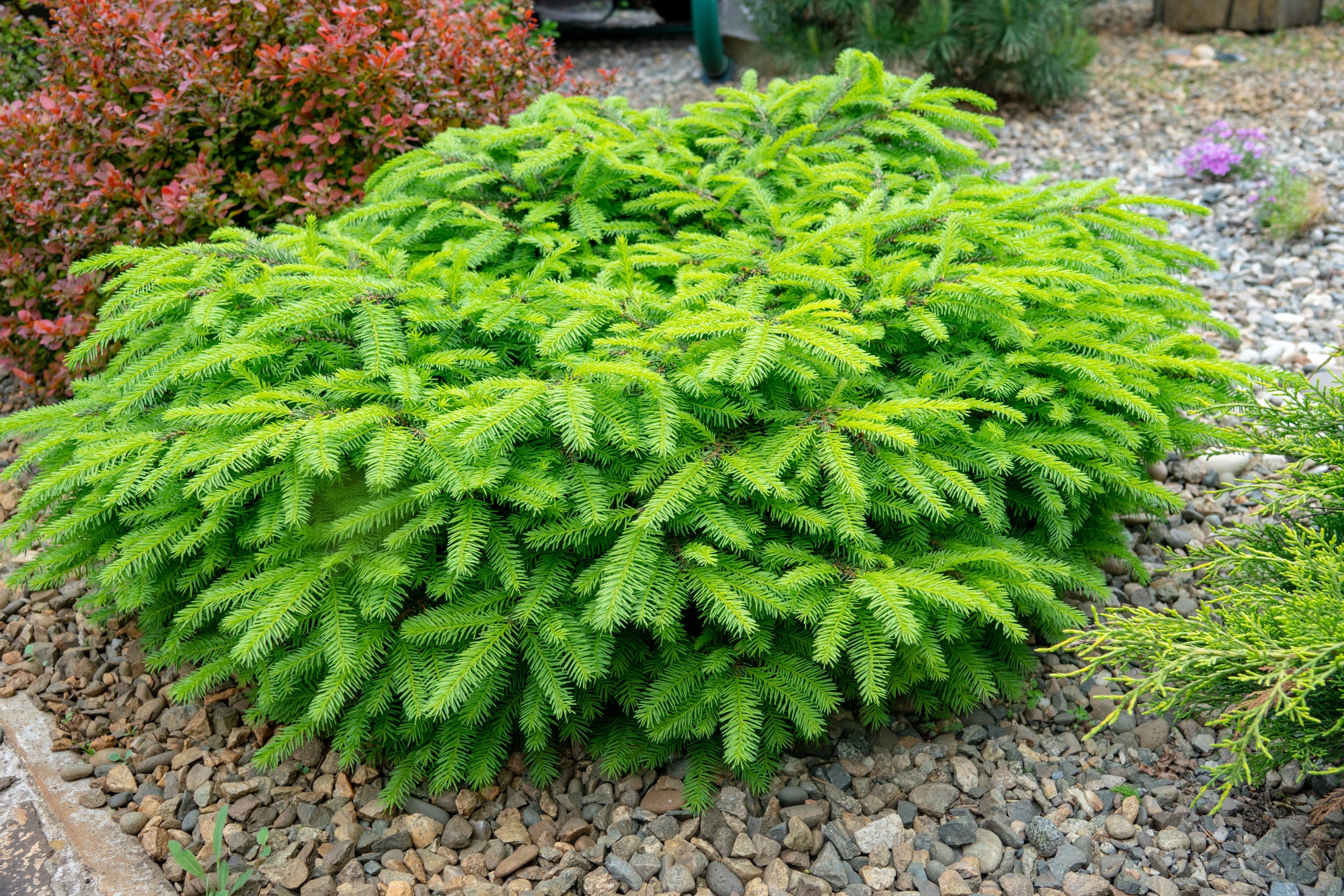  Picea abies Little Gem