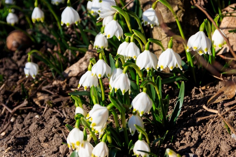 zastosowanie śnieżycy wiosennej w ogrodzie