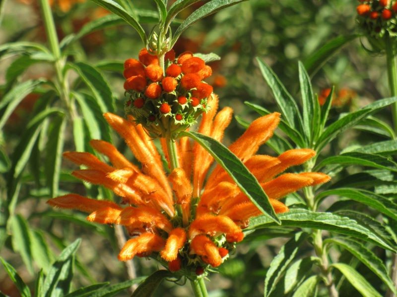 Kwiaty leonotisa są niepowtarzalne.