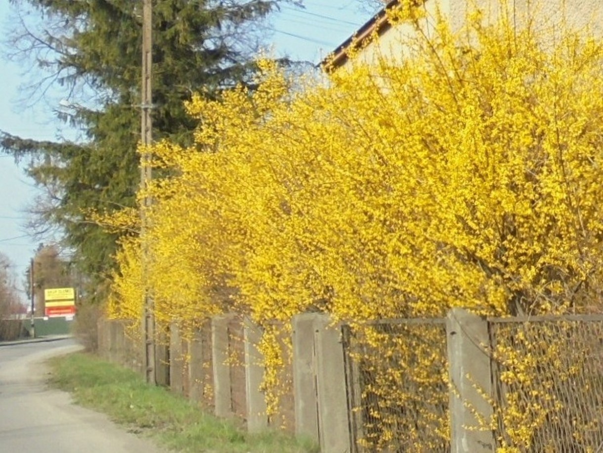 Pozostałe, WIOSENNY  SPACER  PO  USTRONIU - USTROŃ