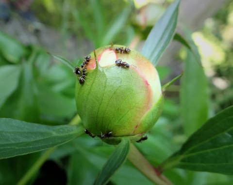 Zatrzęsienie mrówek na piwoniach. Czy szkodzą kwiatom, jak je usunąć?