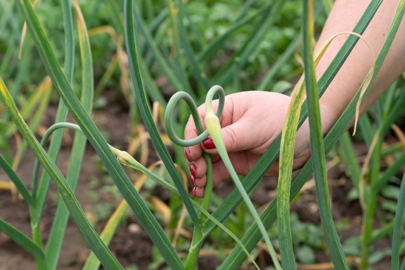 Jak obrywać kwiatostany czosnku? 