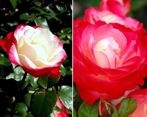Róże nostalgiczne – kwiaty jak z Tajemniczego Ogrodu. Jak uprawiać i pielęgnować różę Nostalgię?