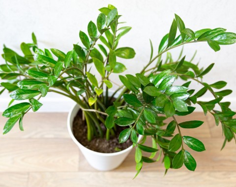 Dlaczego zamiokulkas opada zamiast rosnąć do góry? Jeden trik, a będzie wyglądał majestatycznie