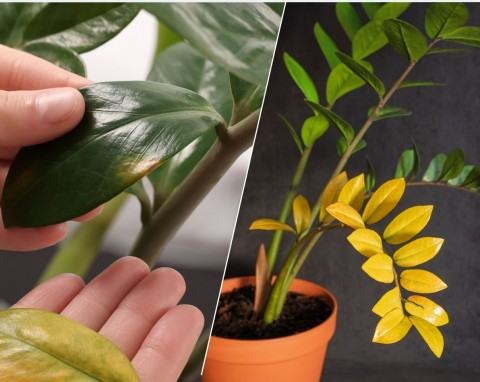Żółte liście, opadające łodygi. Co mówią liście zamiokulkasa o jego stanie?
