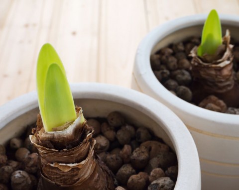 Jak sadzić amarylisy, by zakwitły na święta Bożego Narodzenia? Kilka cennych wskazówek