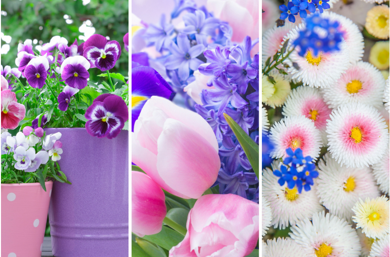 wiosenne kwiaty