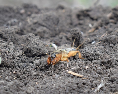 Turkucie mnożą się i niszczą uprawy.  Przepis na oprysk, który wykurzy je z ogrodu