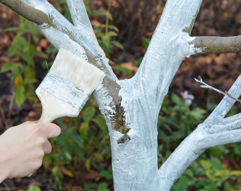Patent niemieckich ogrodników na bielenie drzew. Dodają do wapna, by lepiej chronić korę