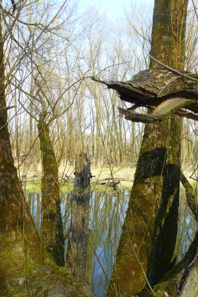 Pozostałe, Wiosenny las w wielkim mieście ;) - morda potwora?..