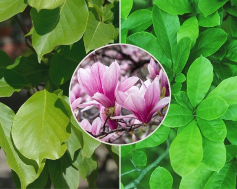 Dlaczego magnolia nie kwitnie? Siedem najczęstszych powodów przez które magnolia nie ma kwiatów