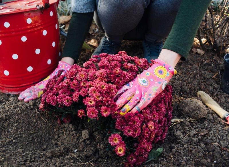 Chryzantemy po Wszystkich Świętych można posadzić w ogrodzie.
