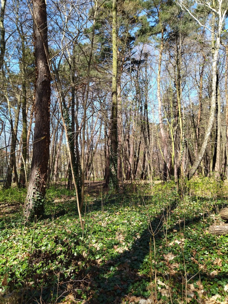 Rośliny, Wiosenny las...............i wiosna na balkonie................. - Najpiękniejszy miesiąc maj rozpieszcza nas słoneczną pogodą ........kwiatami...........świeżą zielenią ........i ............truskawkami.................chwilo trwaj..............