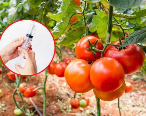 Jak stosować mikoryzę pod pomidory? Najlepszy sposób na zdrowe krzaki i owoce