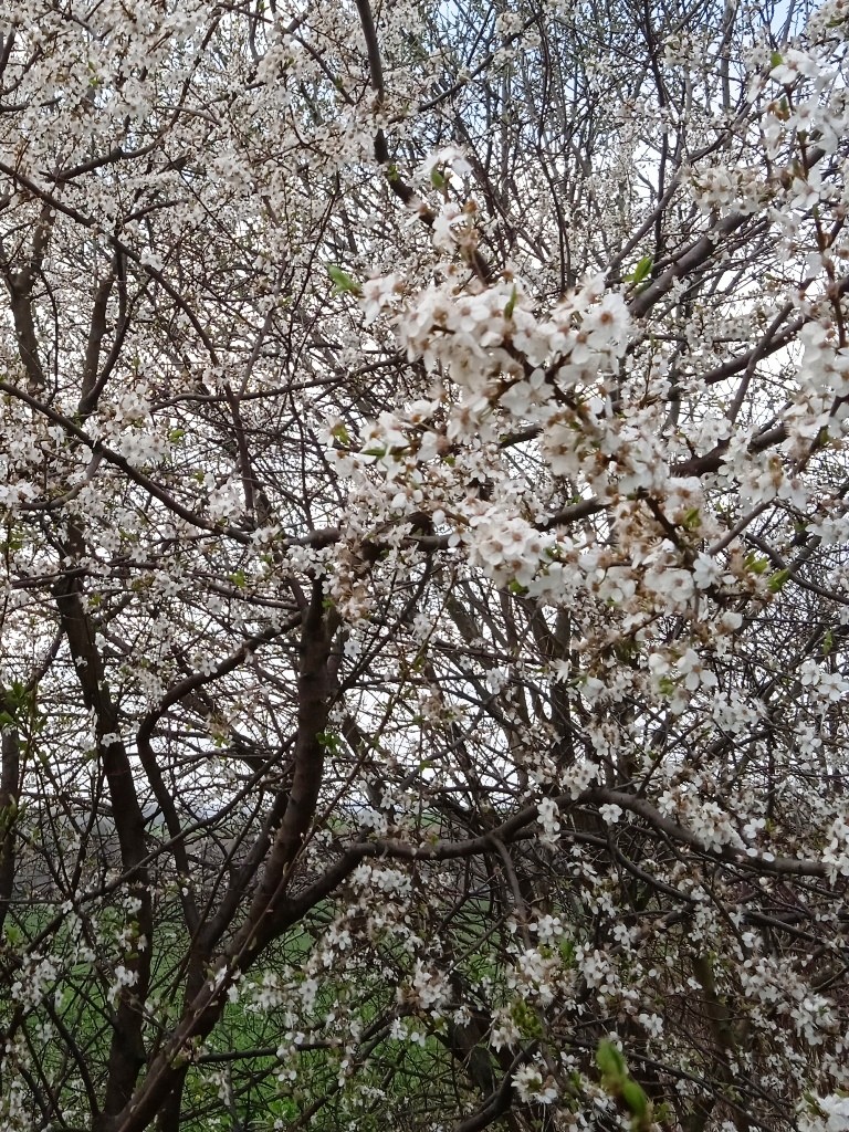 Podróże, BIAŁO - ZIELONY  KWIECIEŃ