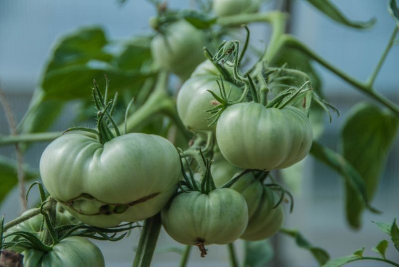 Prawidłowe ściółkowanie może chronić pomidory przed chorobami.