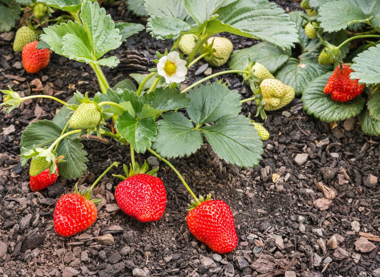  Posadź między truskawkami. Żadna choroba nie zaatakuje, a owoców zbierzesz więcej