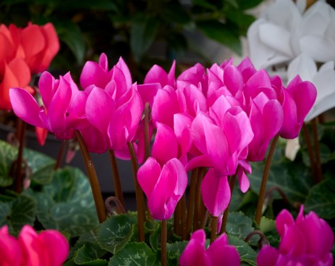 Cyklamen perski (Cyclamen persicum)