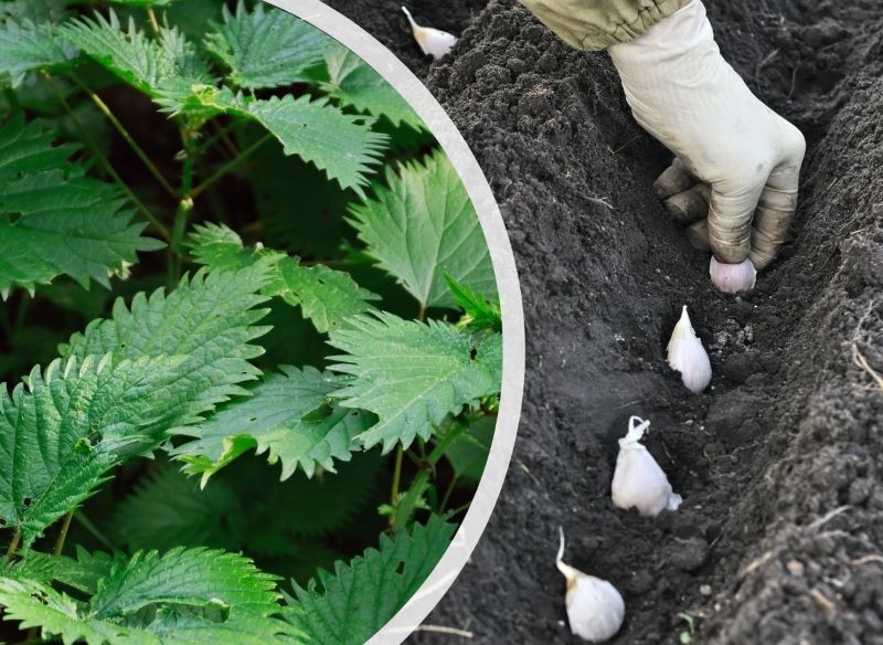 Zamiast wywaru z pokrywy do nawożenia czosnku zimowego wykorzystajmy popiół drzewny.