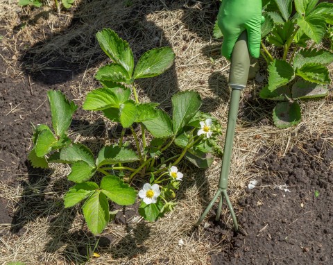 Warto podsypać truskawki już w marcu. Naturalna odżywka podwoi owocowanie