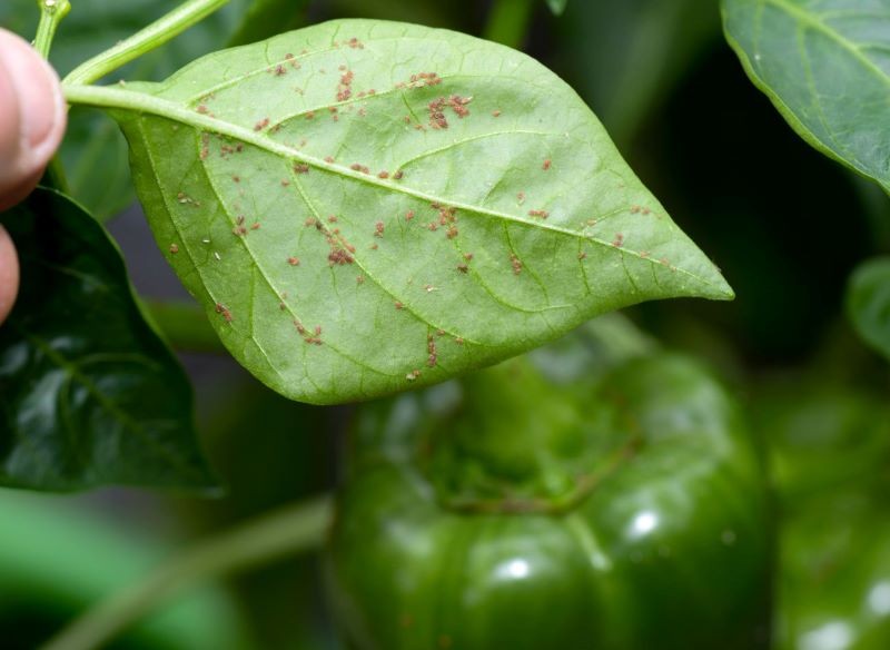Mszyce to utrapienie ogrodników.