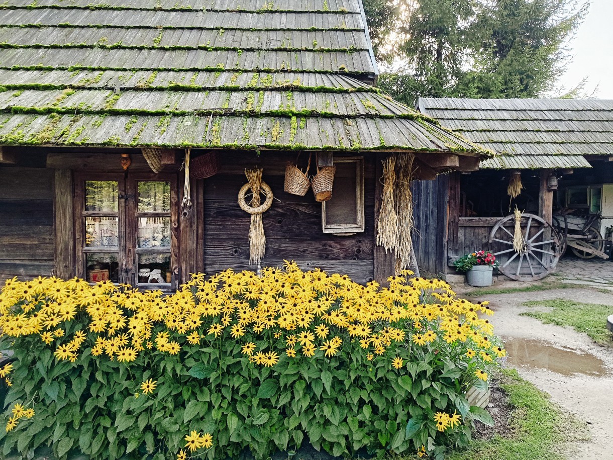 Rośliny, Sierpniowe Ogrody Kapias...