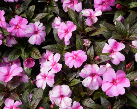 Od fikusa po papryczkę chili. 6 gatunków wybranych roślinami roku 2026