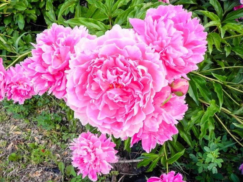 Dobrze zabezpieczona przed mrozem piwonia obficie kwitnie wiosną.
