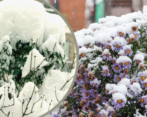 Śnieg w ogrodzie. Jak zadbać o ogród podczas ataku zimy? Uważaj na trawnik