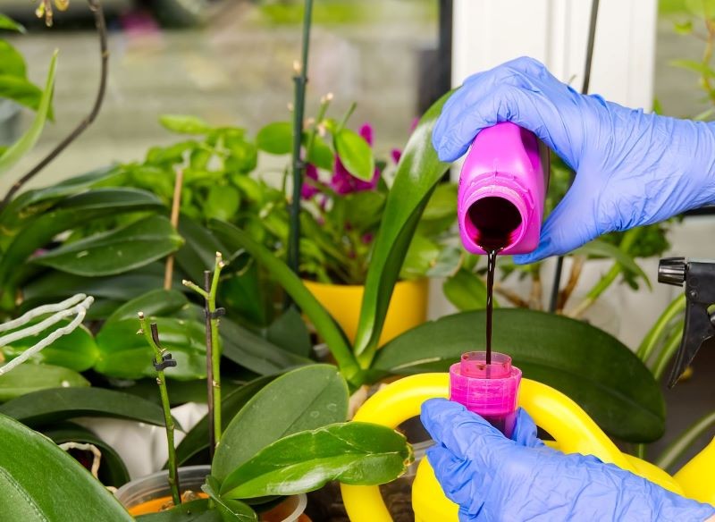 Niedobór składników pokarmowych to częsta przyczyna braku kwitnienia u storczyka.