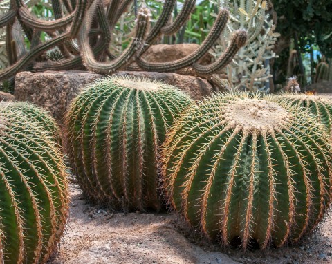 Echinokaktus Grusona (Echinocactus grusonii)