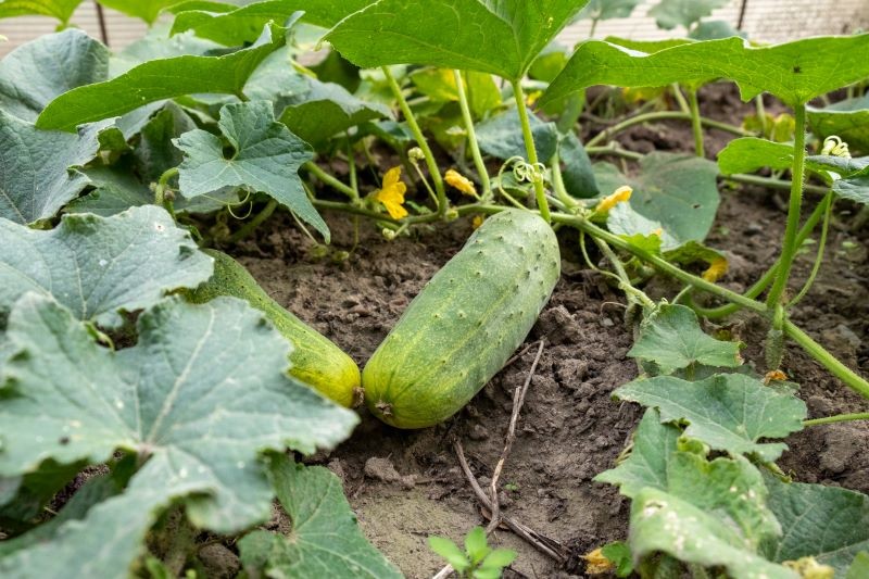 Ogórki warto podlewać nawozem z drożdży, aby pobudzić je do obfitego owocowania.